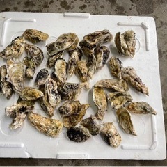 釣り餌　牡蠣　磯釣り　の画像