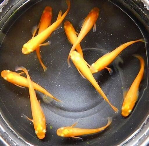 ➂楊貴妃メダカが昨年の夏以降に産んだ幼魚～若魚　30匹【手渡し可能な方のみ】