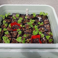 撒き過ぎた　野菜の苗を買ってください。（1本30円）※ﾅｽ、ﾋﾟ...
