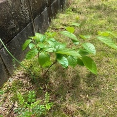 柿の苗