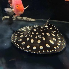 【熱帯魚】ダイヤモンドポルカ♂（50㎝弱）