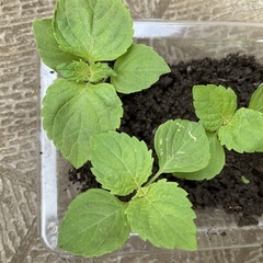 大葉　青しそ　青シソ　無農薬　苗　5株　の画像