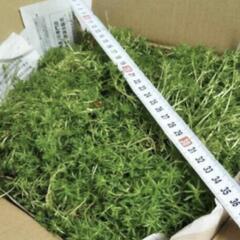 多肉植物　森村万年草の画像