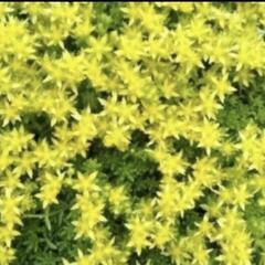 多肉植物　森村万年草の画像