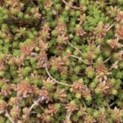多肉植物　森村万年草の画像