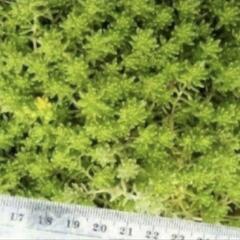 多肉植物　森村万年草の画像