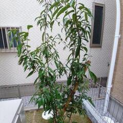 庭木を抜く作業が必要です。