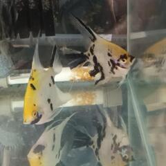 エンゼルフィッシュ熱帯魚