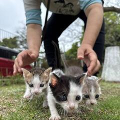多頭飼育崩壊より保護した子にゃんず（終生室内飼育条件、面会参加条件）