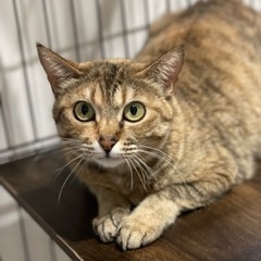 お目々クリクリちょっと臆病なりんご猫の女の子3歳