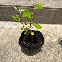 お花の苗 5こセットの画像