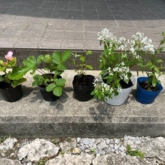 お花の苗 5こセット