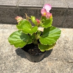 お花の苗 5こセットの画像