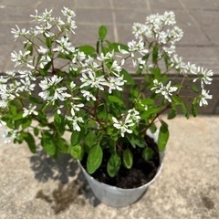 お花の苗 5こセットの画像