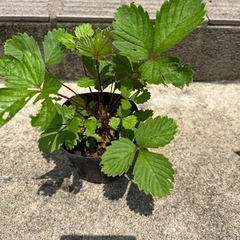 お花の苗 5こセットの画像