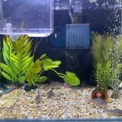 コリドラス赤ちゃん