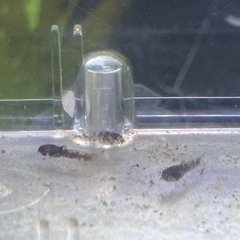 コリドラス赤ちゃんの画像