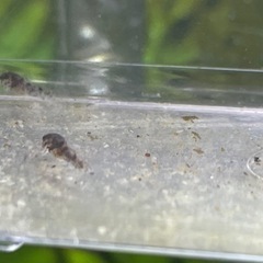 コリドラス赤ちゃんの画像