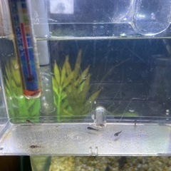 コリドラス赤ちゃんの画像