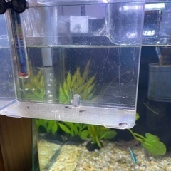 コリドラス赤ちゃんの画像