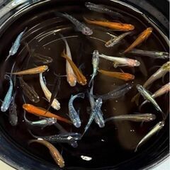 季節到来！　30匹　　mix　メダカ　ミックス 　めだか　