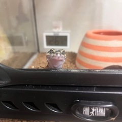 レオパードゲッコー(ヒョウモントカゲモドキ)