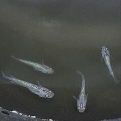 サファイア　メダカ　若魚　オス1メス3 セット。