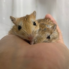 ジャイアントジャービル ♂♀ - ペット