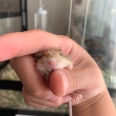 ジャイアントジャービル ♂♀ − 愛知県