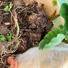 【家庭菜園に】里芋種芋5個100円