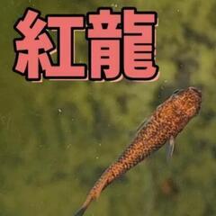決まりました！紅龍メダカ　幼魚　5匹　。