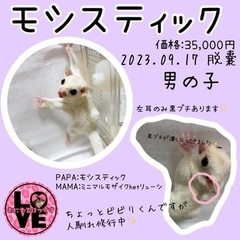モシスティック