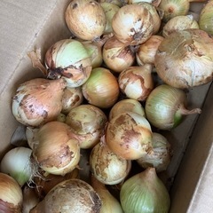 塩玉ねぎ　小玉のみ約30玉