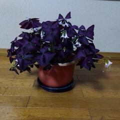 観葉植物