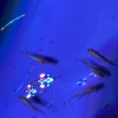 サイシュウヘイキ　メダカ　1ペアの画像