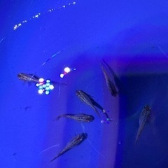 サイシュウヘイキ　メダカ　1ペアの画像