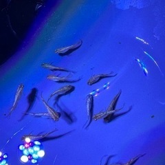 サイシュウヘイキ　メダカ　1ペアの画像