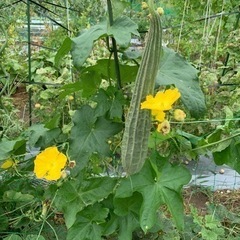 ヘチマ種