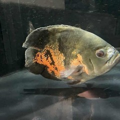 【熱帯魚】オスカーウルトラショート（20㎝）