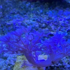 増量　海水水槽　サンゴ　パクパクウミアザミ