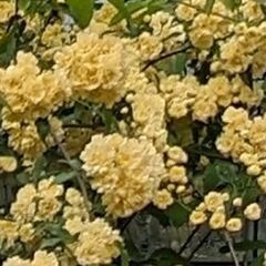 モッコウバラ(黄色) 剪定枝 