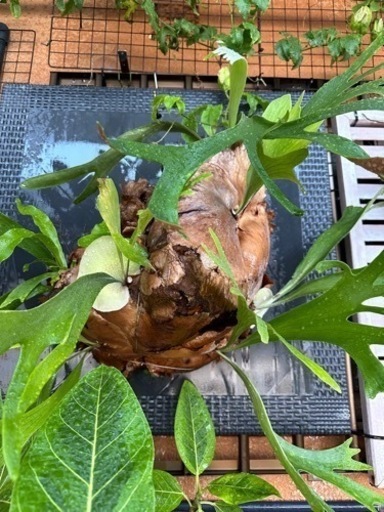 特大ビカクシダ 板付け