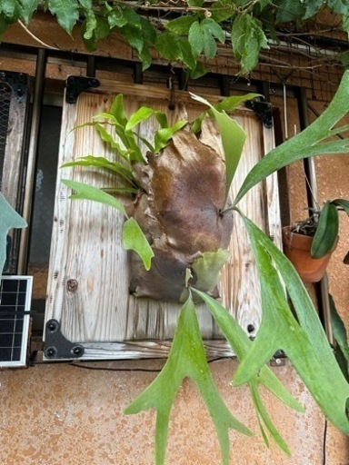 特大ビカクシダ 板付