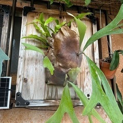 特大ビカクシダ 板付