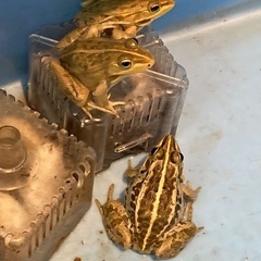 【トノサマガエル　雄雌　ペア　6cm〜】の画像