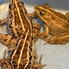【トノサマガエル　雄雌　ペア　6cm〜】の画像