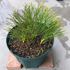 観葉植物　シダ　マツバラン