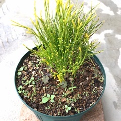 観葉植物　シダ　マツバラン