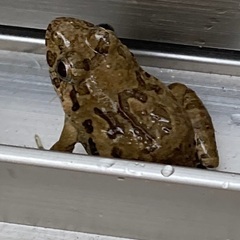 ヌマガエル　200匹　3cm〜鑑賞　研究】の画像