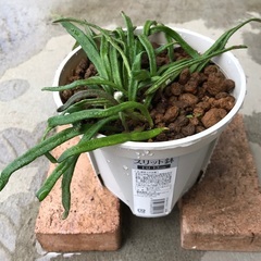 観葉植物　シダ　ビロードシダ